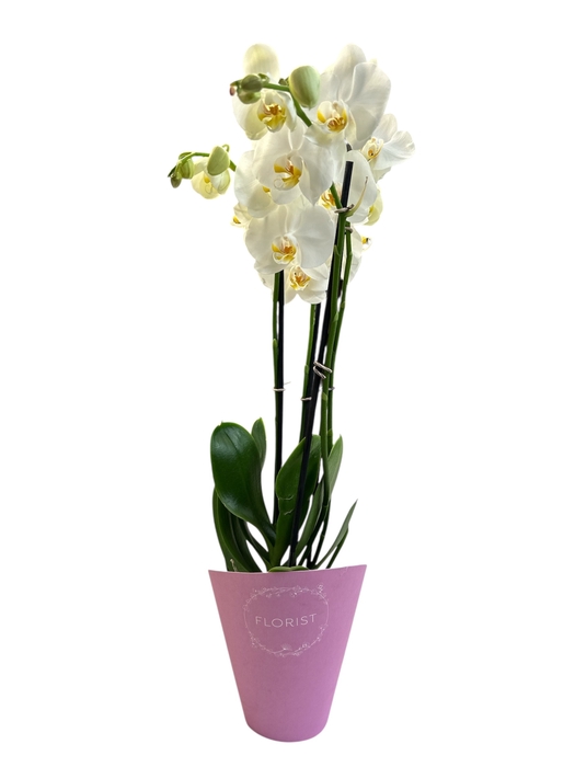 F15 PHALAENOPSIS MIX 2 TIGES DANS CONE