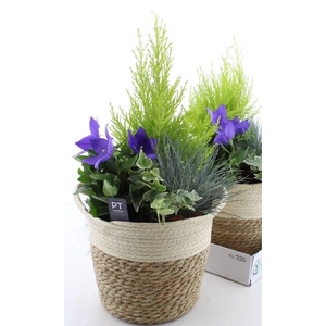 ARR TUINPLANTEN