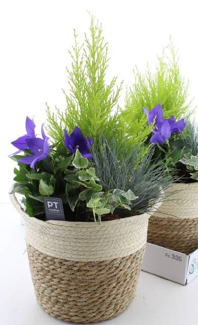 <h4>ARR TUINPLANTEN</h4>