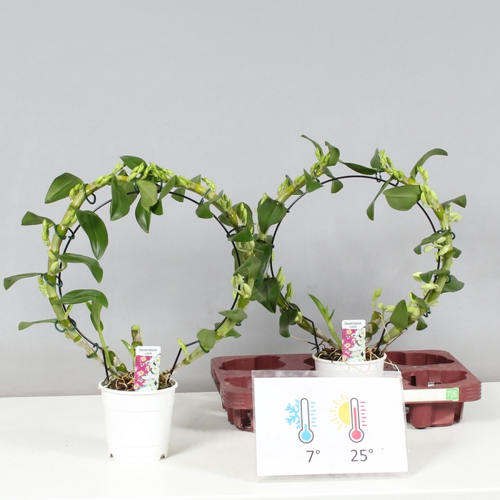 <h4>DENDR N SC APOLLON</h4>