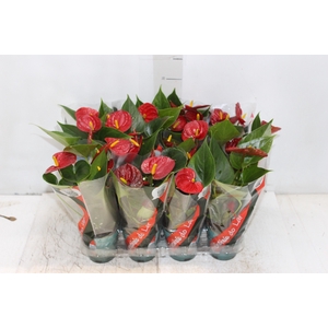 ANTHURIUM RED SUCCESS P09