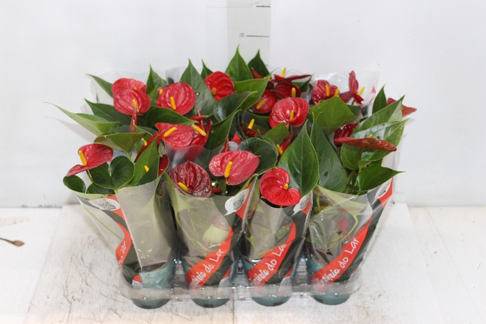 <h4>ANTHURIUM RED SUCCESS P09</h4>