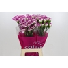 Dianthus St Kino