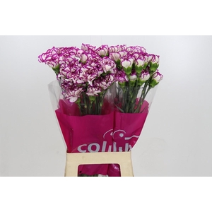 Dianthus St Kino
