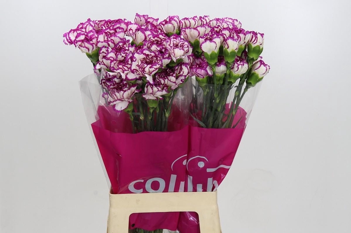 <h4>Dianthus St Kino</h4>