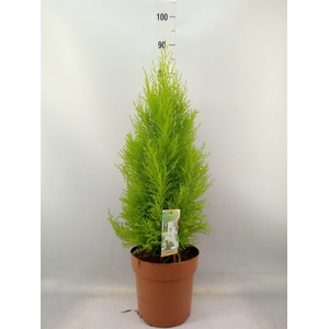 Cupressus macro. 'Goldcrest Wilma'