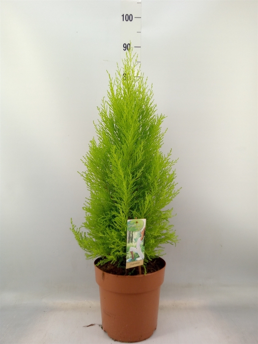 <h4>Cupressus macro. 'Goldcrest Wilma'</h4>
