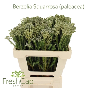 Berzelia Squarrosa (paleacea)