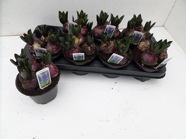 <h4>HYACIN BLUE STAR</h4>