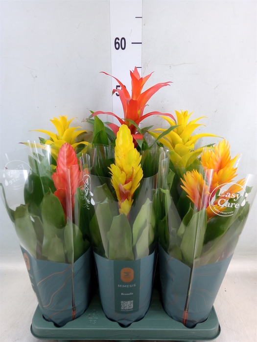 <h4>Bromelia   ...mix</h4>