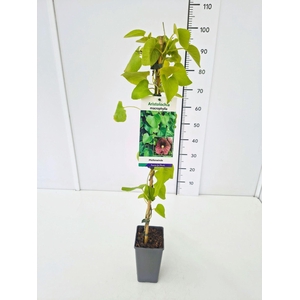 Aristolochia macrophyll