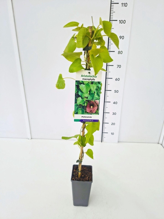 <h4>Aristolochia macrophyll</h4>