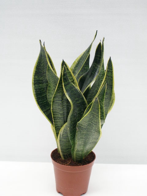 SANSEVIERIA TRIFASCIATA P12 GOLDEN FUTURA