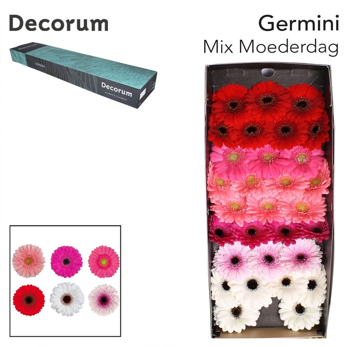 <h4>Germini Mix Moederdag Doos</h4>