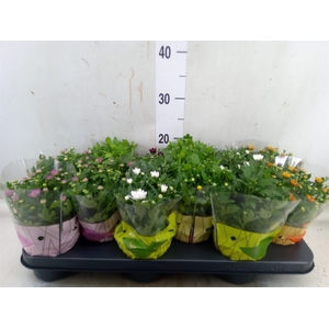 Chrysanthemum  'Swifty'  ...mix