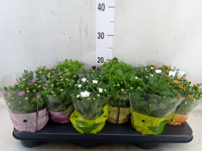 <h4>Chrysanthemum  'Swifty'  ...mix</h4>