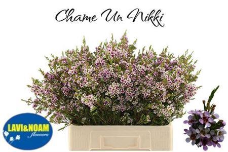 <h4>Chame Un Niki</h4>