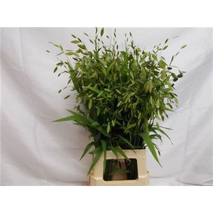 CHASMANTHIUM LATIFOL L 80