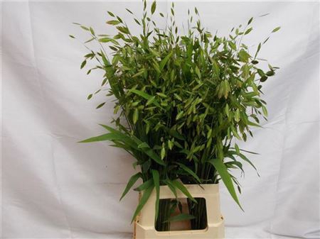 CHASMANTHIUM LATIFOL L 80