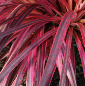 Cordyline overig gemengd