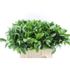 Ruscus Hypophyllum