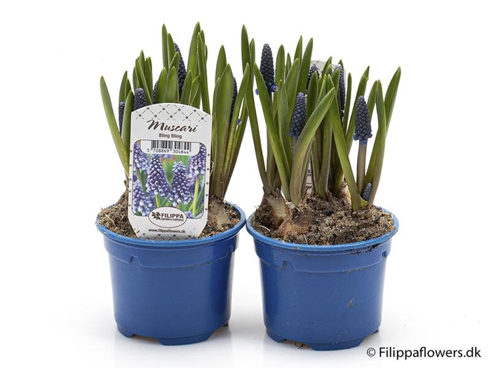 <h4>MUSCARI ARMENIACUM</h4>