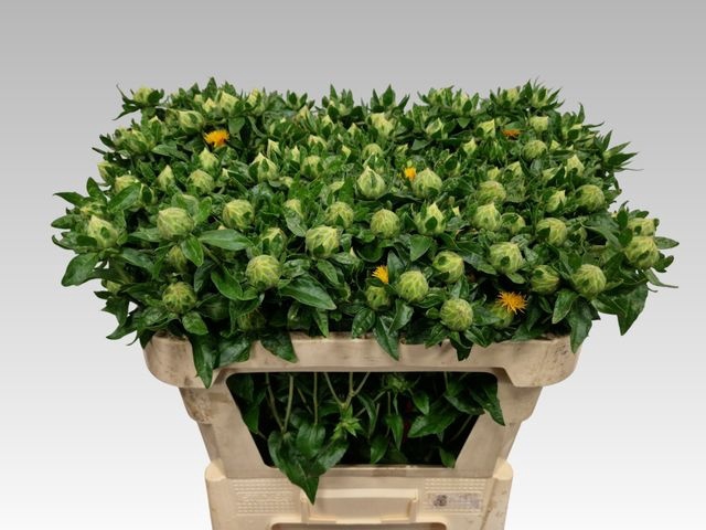 <h4>Carth T Zanzibar</h4>