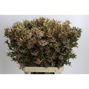 Leucadendron Ayoba Star Pearl