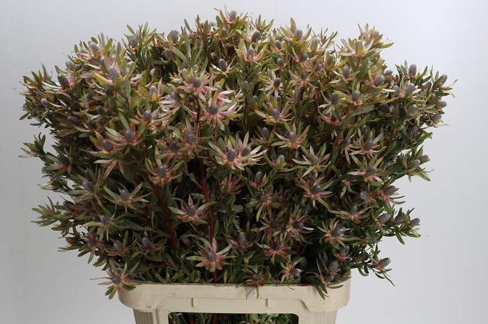 <h4>Leucadendron Ayoba Star Pearl</h4>