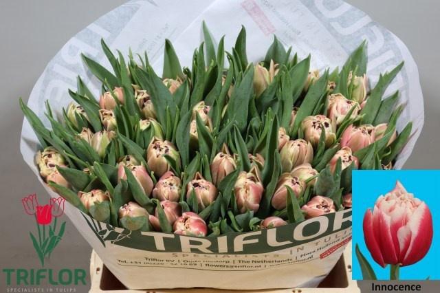 <h4>TU DU INNOCENCE</h4>