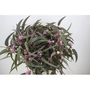 Euca Boule Flower Lilac P Bunch