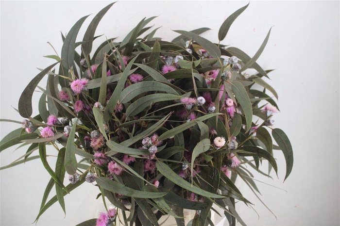 <h4>Euca Boule Flower Lilac P Bunch</h4>