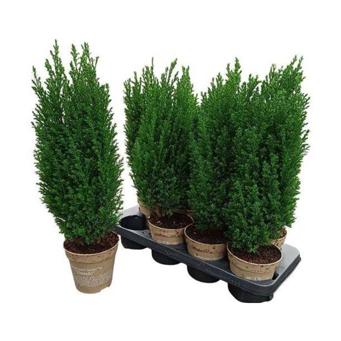 <h4>Chamaecyparis law. Ellwoodii 13Ø 50cm</h4>