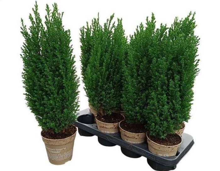 Chamaecyparis law. Ellwoodii 13Ø 50cm