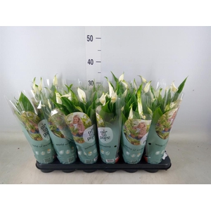 Spathiphyllum  'Pearl Cupido'