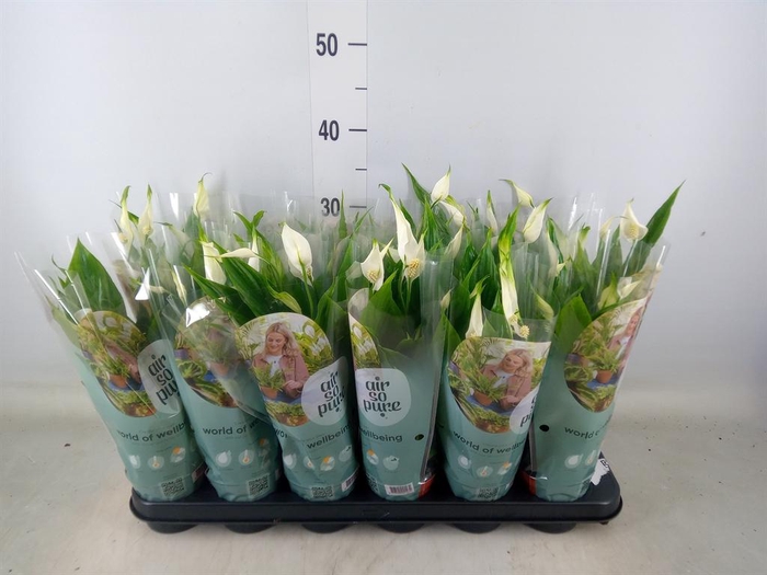 <h4>Spathiphyllum  'Pearl Cupido'</h4>