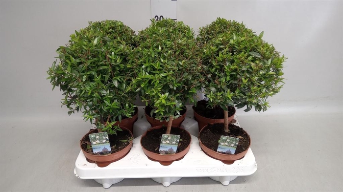 <h4>Myrtus communis</h4>