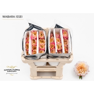 Rosa a Wabara Issei