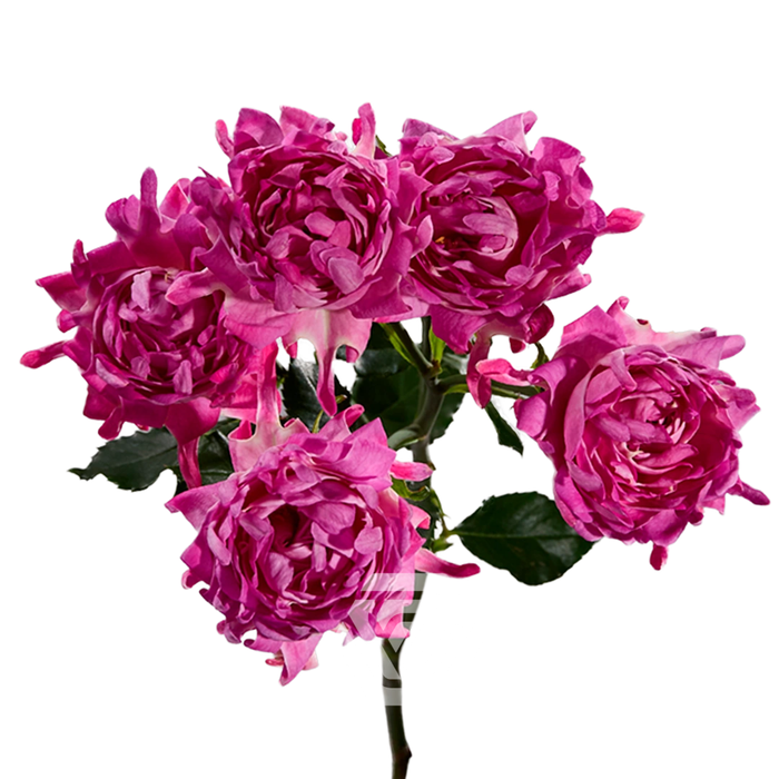 <h4>R TR #PINK Tessa</h4>