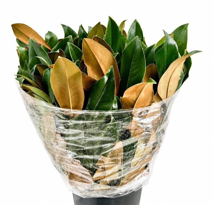 <h4>Magnolia Green</h4>
