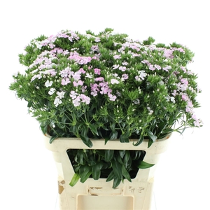 Di Barb Amazon Rose N L