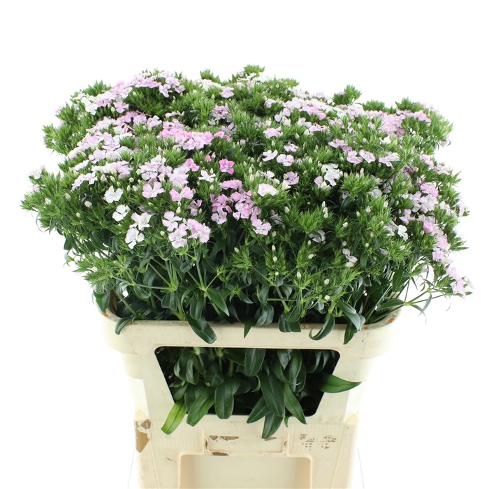 <h4>Di Barb Amazon Rose N L</h4>