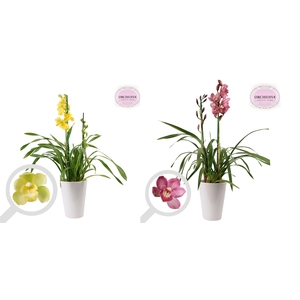 Cymbidium 2tak mix keramiek wit