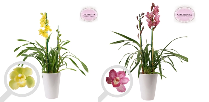 <h4>Cymbidium 2tak mix keramiek wit</h4>