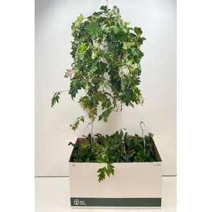 Cissus rhombifolia Ellen Danica 17Ø 60cm