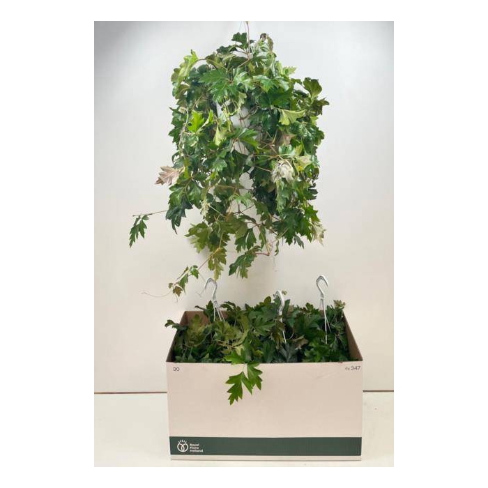 <h4>Cissus rhombifolia Ellen Danica 17Ø 60cm</h4>