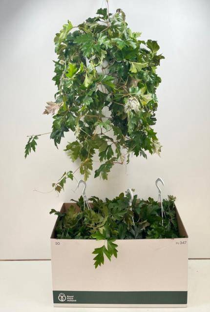 Cissus rhombifolia Ellen Danica 17Ø 60cm