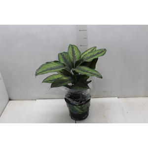 CALATHEA PRINCEPS P17