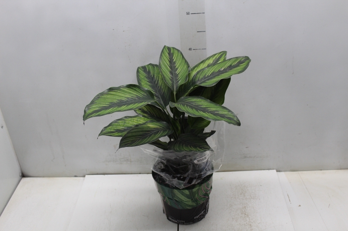 <h4>CALATHEA PRINCEPS P17</h4>