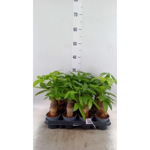 Pachira aquatica